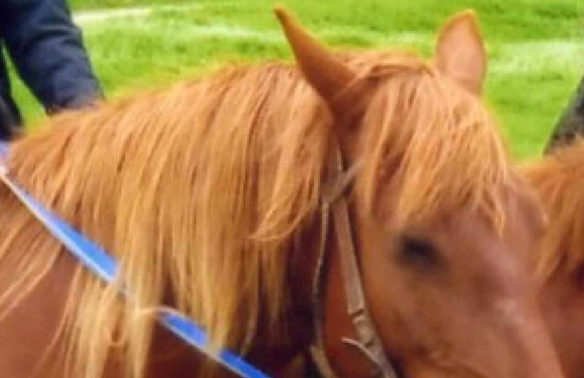 Сканер поможет: как отсканировать изображение и сохранить на компьютер